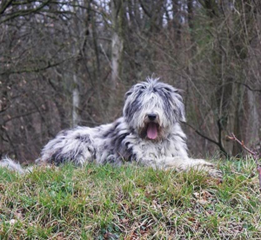 Willa La Traversina Stazzano Zewnętrze zdjęcie